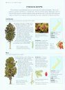 Trees: An Illustrated Identifier and Encyclopedia