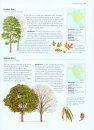 Trees: An Illustrated Identifier and Encyclopedia