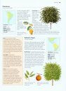 Trees: An Illustrated Identifier and Encyclopedia