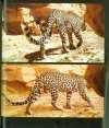 The Arabian Leopards of Oman