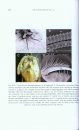 The Crustacea, Volume 4 Part A