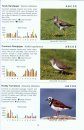 Oman Bird List