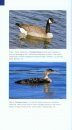Field Guide to Birds of the Northern California Coast