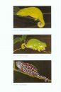 The Biology of Chameleons