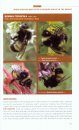 Bumble Bees of North America