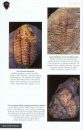 Trilobites of the World