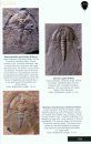 Trilobites of the World