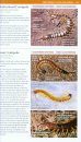 National Wildlife Federation Field Guide to Insects and Spiders & Related Species of North America