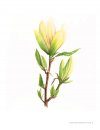 Magnolias in Art & Cultivation