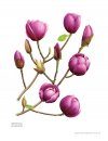 Magnolias in Art & Cultivation