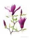 Magnolias in Art & Cultivation