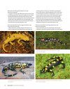 Salamanders of the Old World