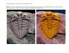 The Trilobite Book
