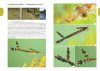 Fotogids Larven van Libellen [Photographic Guide to Dragonfly Larvae]