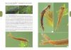 Fotogids Larven van Libellen [Photographic Guide to Dragonfly Larvae]