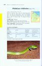 Serpents et Amphisbènes de Guyane Française [Snakes and Worm Lizards of French Guiana]