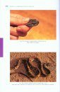 Serpents et Amphisbènes de Guyane Française [Snakes and Worm Lizards of French Guiana]