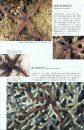 Hitodegaidobukku  [Sea Stars and Brittle Stars in Japanese Waters]