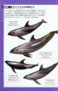 Iruka Uotchingugaidobukku [Dolphin Watching Guide Book]