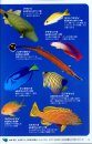 Umibe No Ikimono Gaidobukku [A Guide to Observing Marine Creatures in their Habitats]