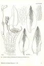 Illustrated Moss Flora of Arctic North America and Greenland: 1. Polytrichaceae