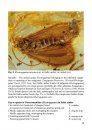 Overview and Descriptions of Trichoptera in Baltic Amber: Spicipalpia and Integripalpia