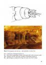 Overview and Descriptions of Trichoptera in Baltic Amber: Spicipalpia and Integripalpia