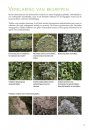 Basisgids Korstmossen [Basic Guide to Lichens]