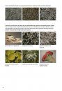 Basisgids Korstmossen [Basic Guide to Lichens]