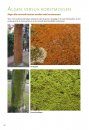 Basisgids Korstmossen [Basic Guide to Lichens]