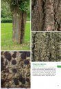 Basisgids Korstmossen [Basic Guide to Lichens]