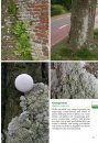 Basisgids Korstmossen [Basic Guide to Lichens]