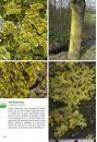 Basisgids Korstmossen [Basic Guide to Lichens]