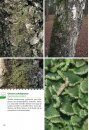 Basisgids Korstmossen [Basic Guide to Lichens]