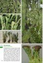 Basisgids Korstmossen [Basic Guide to Lichens]