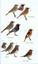 Birds of Western Africa