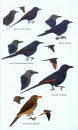Birds of Western Africa