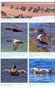 The Common Eider