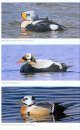 The Common Eider