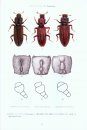 Cylindrical Bark Beetles of Japan [Japanese]