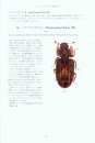 Cylindrical Bark Beetles of Japan [Japanese]