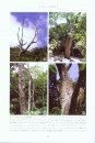 Cylindrical Bark Beetles of Japan [Japanese]