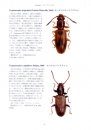 Cucujoidea of Japan, Volume 2 [Japanese]