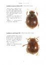 Cucujoidea of Japan, Volume 1 [Japanese]
