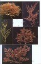 Algues des Mers d'Europe: Près de 300 Espèces Décrites [Marine Algae of Europe: Close to 300 Species Described]