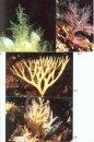 Algues des Mers d'Europe: Près de 300 Espèces Décrites [Marine Algae of Europe: Close to 300 Species Described]