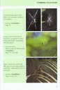 Spiders of Borneo
