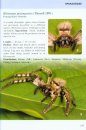 Spiders of Borneo