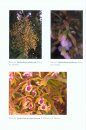 Orchids of the Department of Valle del Cauca (Colombia), Volume 2