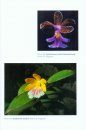 Orchids of the Department of Valle del Cauca (Colombia), Volume 2